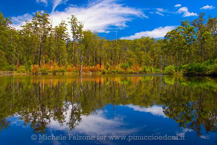 Valley of the Giants, Western Australia.jpg